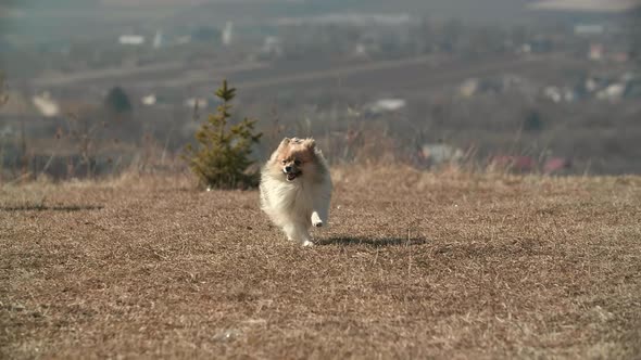 Little Cute Beige Pomeranian Spitz is Running Fast to His Owner on the Horizon alt