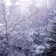 Snow and Tree - VideoHive Item for Sale