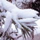 Snow on the Leaf - VideoHive Item for Sale