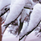 Snow on the Leaf 2 - VideoHive Item for Sale