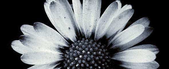 Xan eden audiojunglebanner