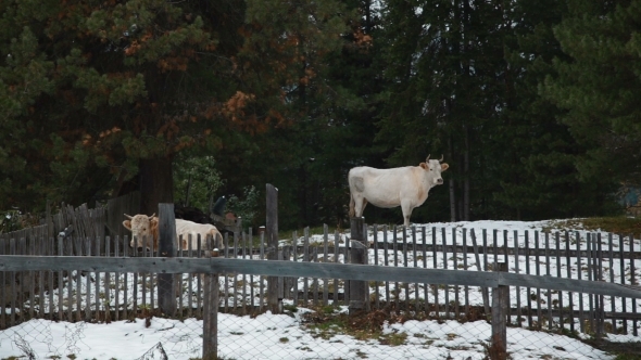Cows In The Village In Winter alt