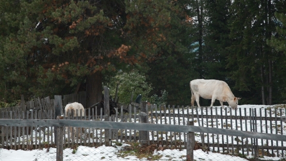 Cows In The Village In Winter alt