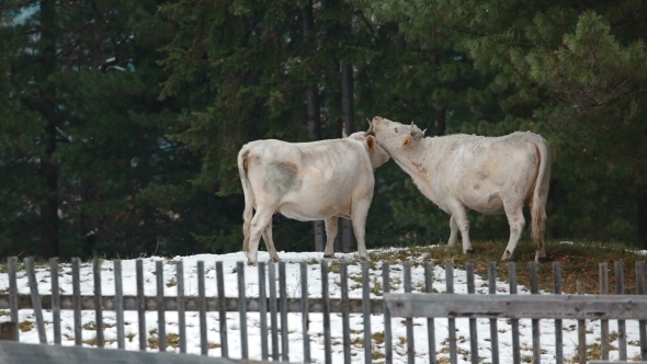 Cows In The Village In Winter alt