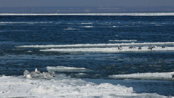 Seagulls on Ice Floes Drifting in the Sea