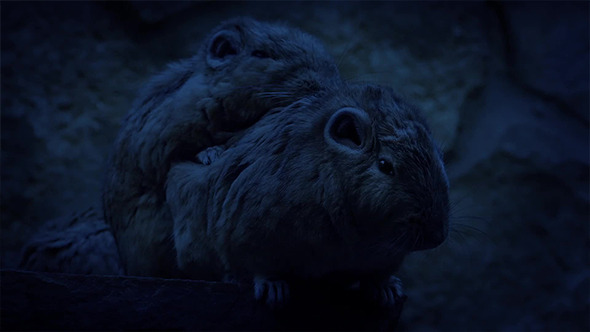 Nocturnal Cave Mice Huddling Together alt