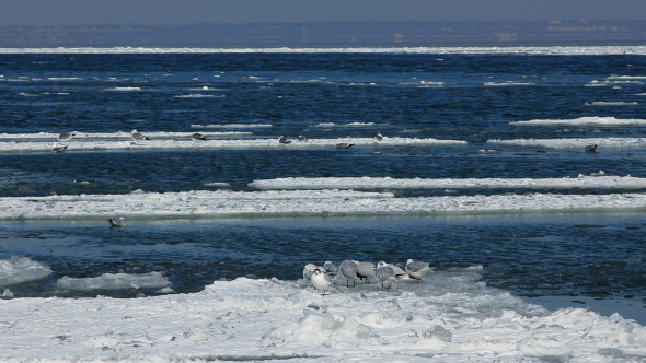 Seagulls on Ice Floes Drifting in the Winter Sea