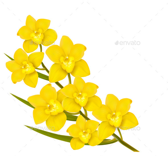 Holiday Yellow Flowers Background - Flowers & Plants Nature