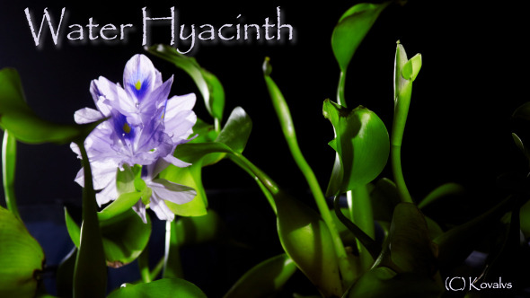 Water Hyacinth alt