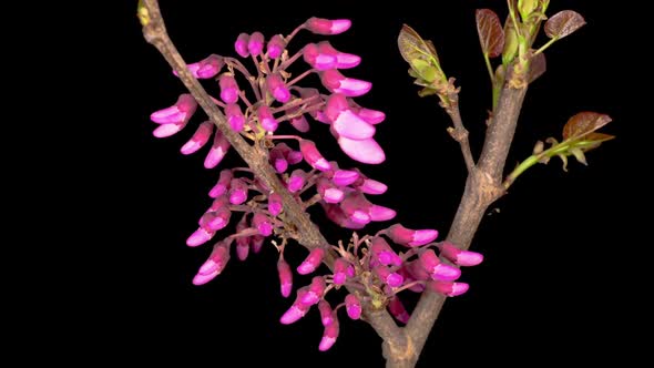 Beautiful Time Lapse  of a Judas Tree Flower Blooming alt