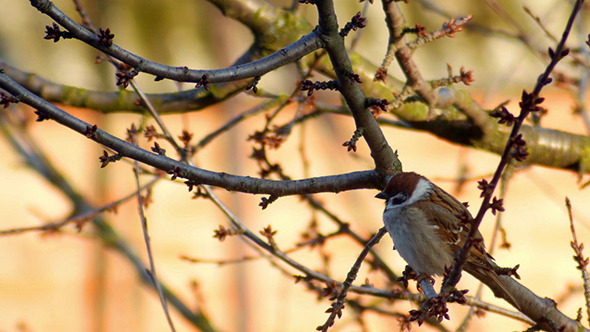 Song Sparrow Singing While Perched In Tree Branch alt