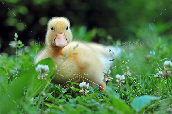 Young duck - Stock Photo - Images