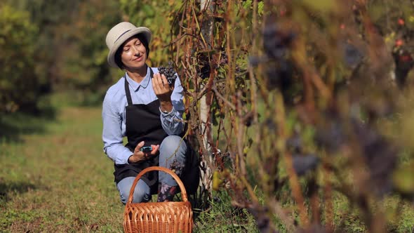 Woman Picking Ripe Grape