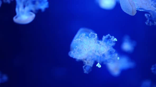 Beautiful Jellyfish in the Neon Light in Aquarium Nature Background alt