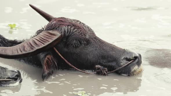 close-up water buffalo playing water in the pond