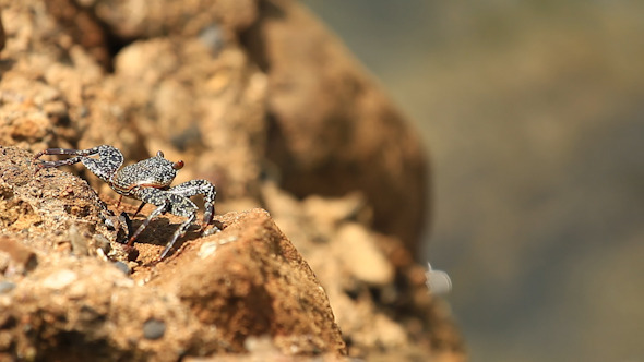 Stone Crab On a Rock alt
