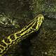 Anaconda Snake - VideoHive Item for Sale