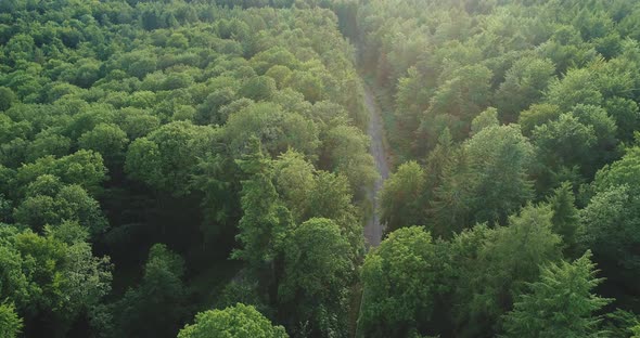 Aerial View of Green Forest with Road and Car