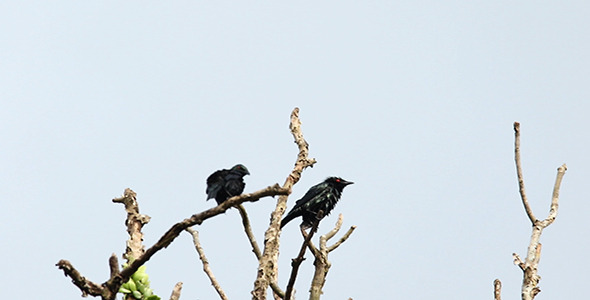 Asian Glossy Starling (Aplonis panayensis) 02