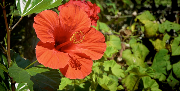 Hibiscus
