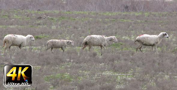 Sheep in Nature 3 alt