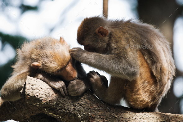 macaque - Stock Photo - Images