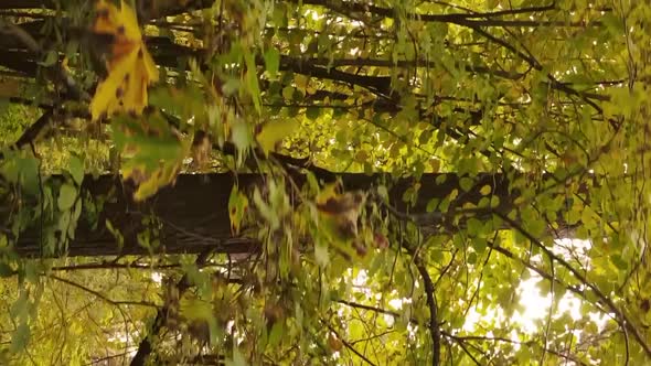 Vertical Video of an Autumn Forest During the Day in Ukraine alt