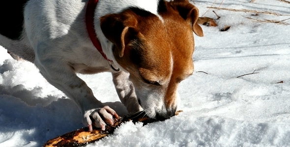 Dog Plays with a Stick 1 alt