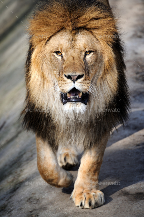 Close-up lion - Stock Photo - Images