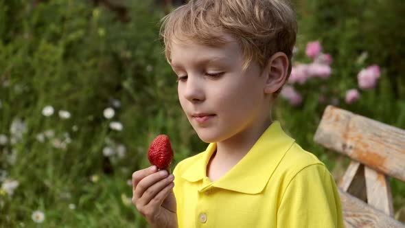 Cute Boy Child Eating Freshly Picked Strawberries at Garden