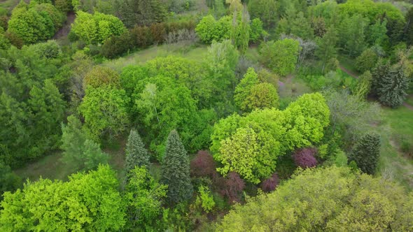Aerial View of Coniferous Trees on a Green Meadow in the Park alt