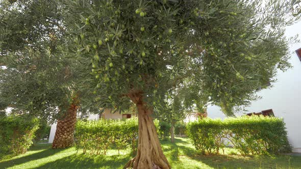 Green Olives on Big Spreading Tree in the Garden alt