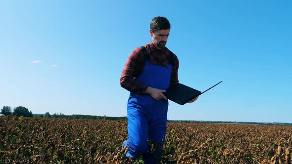 Agronomist with a Laptop Is Walking Along the Faded Plantation. Dead, Dry Field of Agricultural alt
