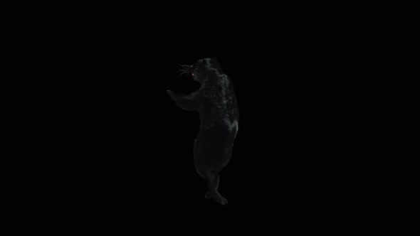 Panther Dancing HD alt
