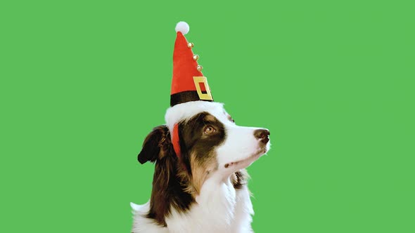 Dog with Christmas Hat Against Chroma Key