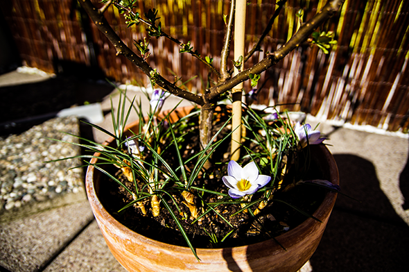 Blooming Flower on a Sunny Day