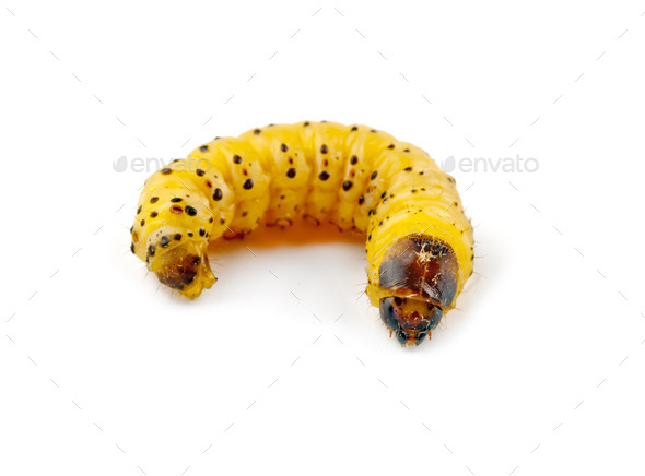 woodworm isolated - Stock Photo - Images