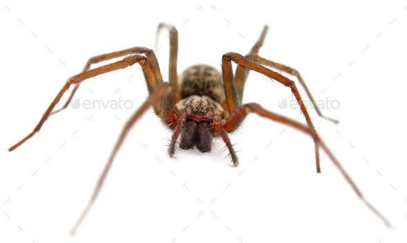 spider macro - Stock Photo - Images