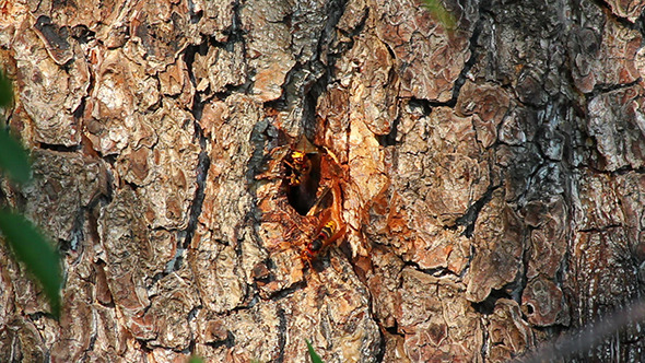 Hornet'S Nest In Tree Hollow, Stock Footage | VideoHive