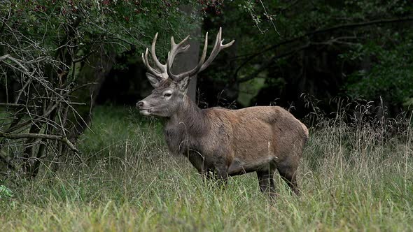 750705 Red Deer, cervus elaphus, Stag Eating Grass, Sweden, Real Time alt