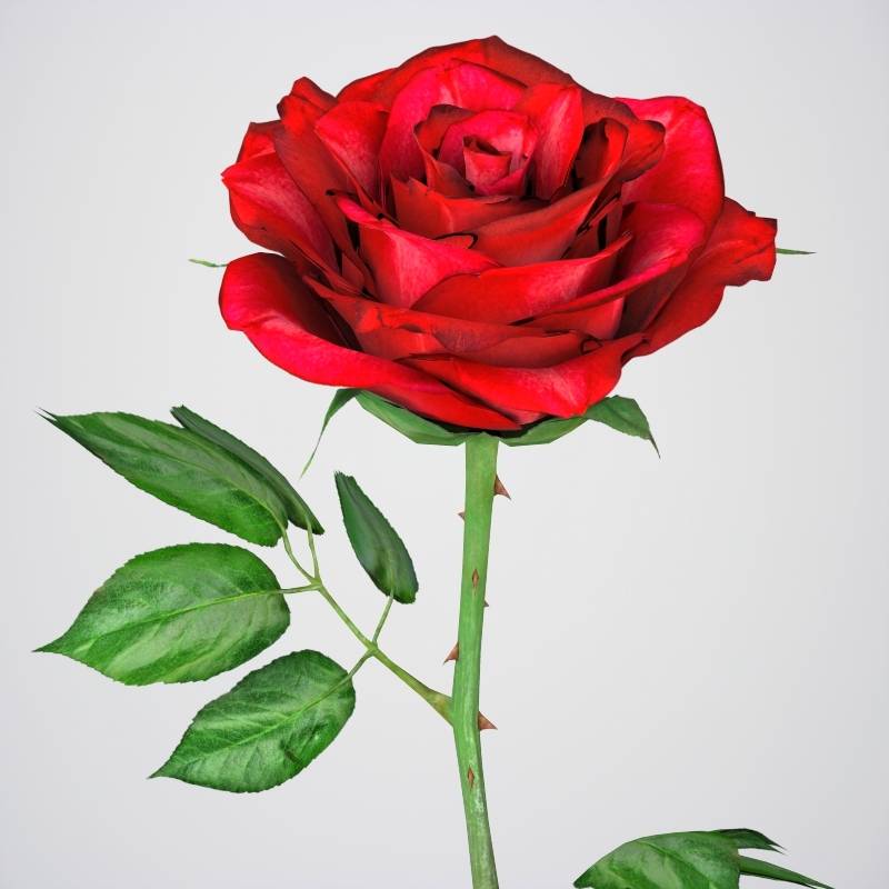 Realistic 3D Rose Flower by Gamingarts | 3DOcean