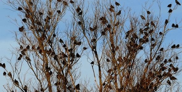 Flock of Birds Common Blackbird (Turdus merula ) 6 alt