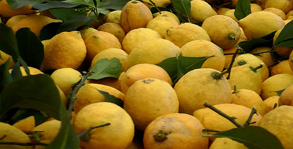 Lemons at Market