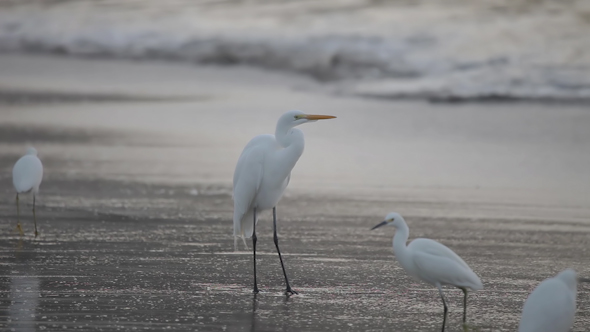 Great White Egret By The Water's Edge At Sunrise 1 alt
