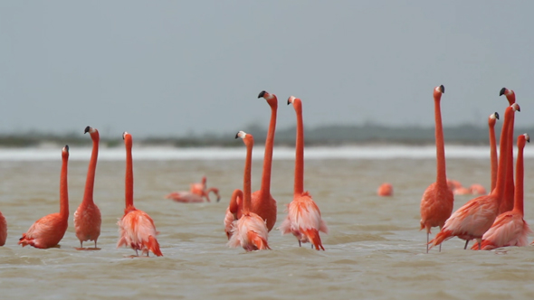 Pink Flamingo Mexico Wildlife Bird 18 alt
