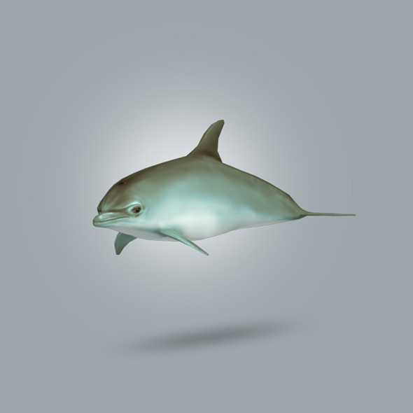 Dolphin Lowpoly - 3Docean 10675970