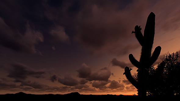 Desert Landscape Silhouetted With Saguaro Cactus