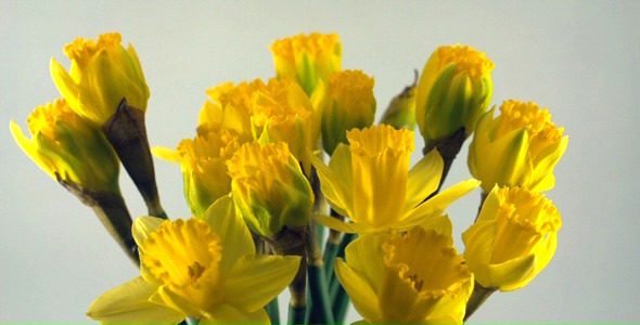Opening of Yellow Daffodil Flowers