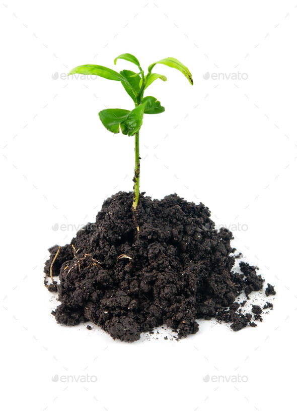 plant in soil - Stock Photo - Images