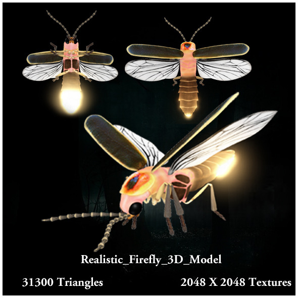Realistic Firefly 3D - 3Docean 10683652